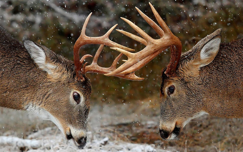 2 Buck Limit for WV Make the Second One Count! West Virginia Deer